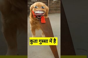 कुता गुस्सा में है 😂  #funny #shilpisaroja  #comedy #thetharpuns