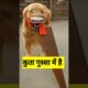 कुता गुस्सा में है 😂  #funny #shilpisaroja  #comedy #thetharpuns