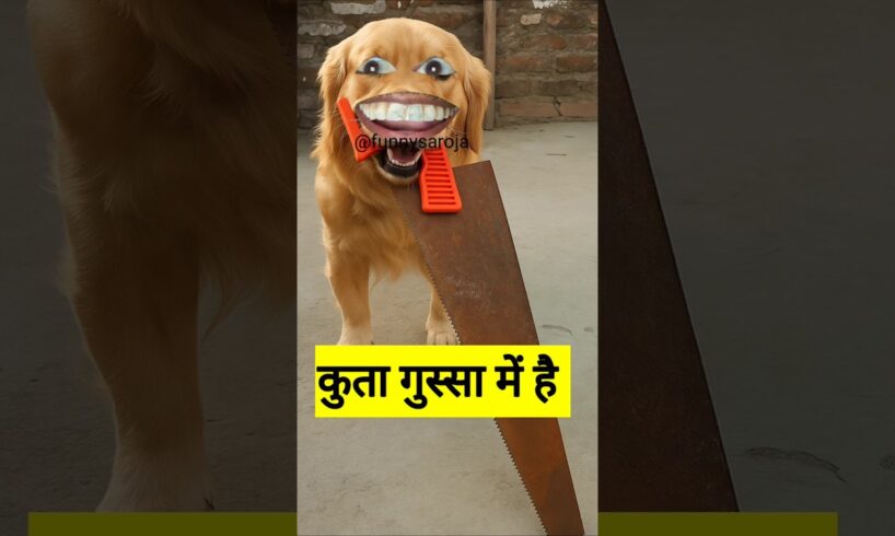 कुता गुस्सा में है 😂 #funny #shilpisaroja #comedy #thetharpuns