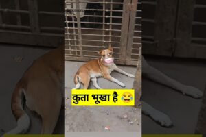 कुता भूखा है #funny #shilpisaroja #thetharpuns #comedy