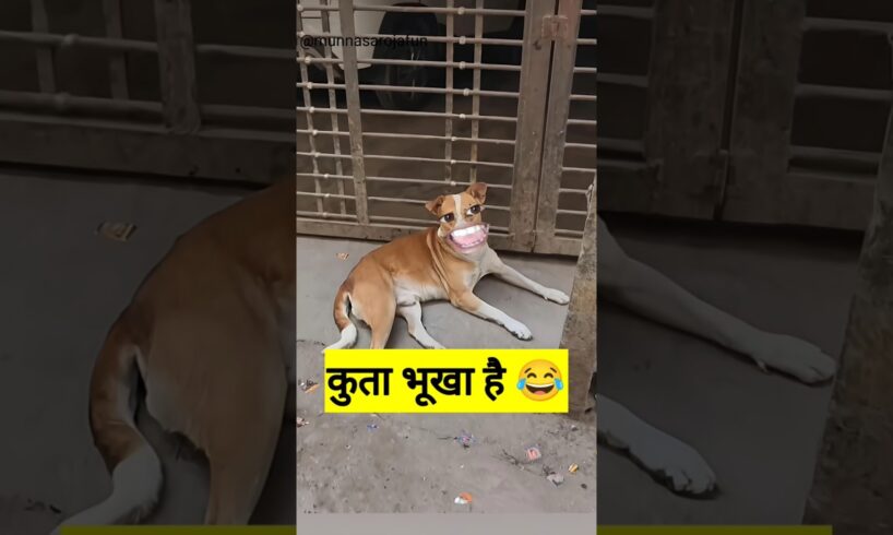 कुता भूखा है #funny #shilpisaroja #thetharpuns #comedy