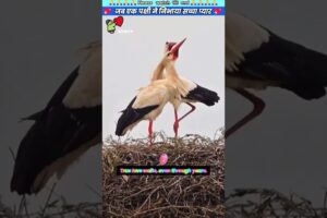 जब एक पक्षी ने निभाया सच्चा प्यार 💖 #animal #animalrescue #animallover #rescue #birdlovers