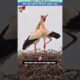 जब एक पक्षी ने निभाया सच्चा प्यार 💖 #animal #animalrescue #animallover #rescue #birdlovers