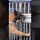 जब भूरी प्रेग्नेंट हुई, बाथू झूम उठा #animal #animalrescue #animallover #rescue #dog