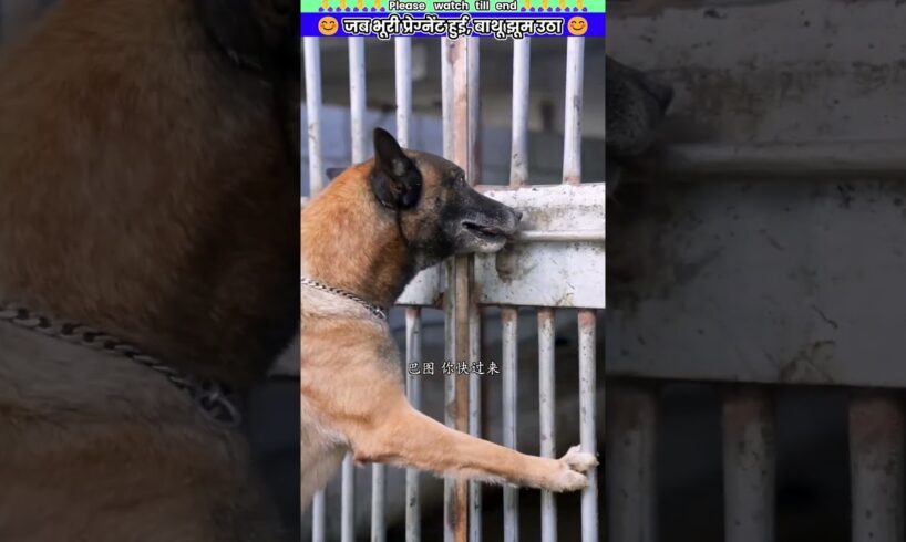 जब भूरी प्रेग्नेंट हुई, बाथू झूम उठा #animal #animalrescue #animallover #rescue #dog