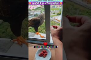 जब मौसी के घर आई उड़कर खुशियाँ 💃 #animal #animalrescue #animallover #rescue #eagle