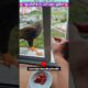 जब मौसी के घर आई उड़कर खुशियाँ 💃 #animal #animalrescue #animallover #rescue #eagle