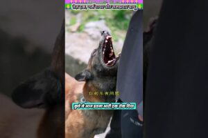 तेज़ ट्रक, गर्म टायर और समझदार बाथू 😮 #animal #animalrescue #animallover #rescue #dog