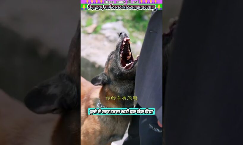 तेज़ ट्रक, गर्म टायर और समझदार बाथू 😮 #animal #animalrescue #animallover #rescue #dog