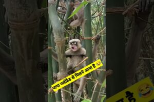 पापा गर्लफ्रेंड से मिलने आया है #funny #shilpisaroja #thetharpuns #comedy