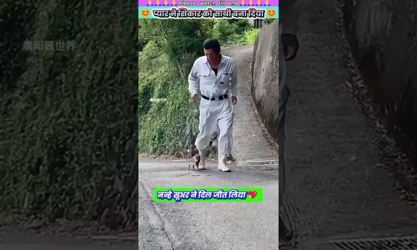 प्यार ने शिकार को साथी बना दिया 😊 #animal #animalrescue #animallover #rescue #pig