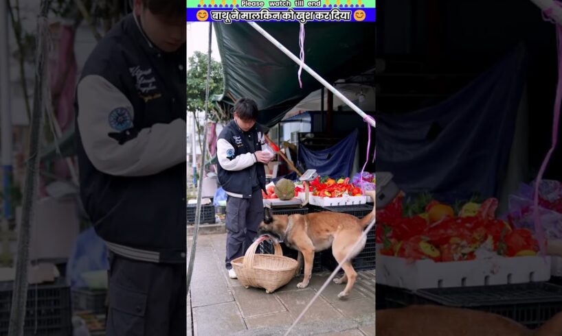 बाथू ने मालकिन को खुश कर दिया #animal #animalrescue #animallover #rescue #dog
