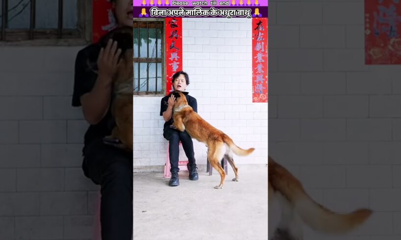 बिना अपने मालिक के अधूरा बाथू #animal #animalrescue #animallover #rescue #dog