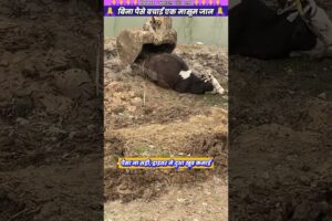 बिना पैसे बचाई एक मासूम जान 🙏 #animal #animalrescue #animallover #rescue #cow