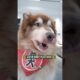 भटूरे के चक्कर में हुआ बवाल #animal #animallover #dog #funny