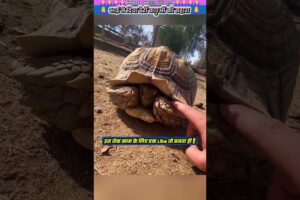 भाई ने दिया ढेरों कछुओं को सहारा 🙏 #animal #animalrescue #animallover #rescue #turtle