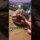 भाई ने दिया ढेरों कछुओं को सहारा 🙏 #animal #animalrescue #animallover #rescue #turtle