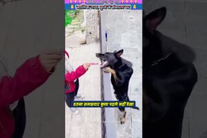 मालिक गया, कुत्ते ने संभाला घर 😮 #animal #animalrescue #animallover #rescue #dog