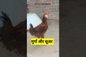 मुर्गा और सूअर  #funny #comedy #thetharpuns #jokes #facts #cartoon