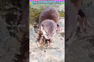 लड़की नानी बनकर बहुत खुश है अब #animal #animalrescue #animallover #rescue #otter