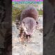 लड़की नानी बनकर बहुत खुश है अब #animal #animalrescue #animallover #rescue #otter