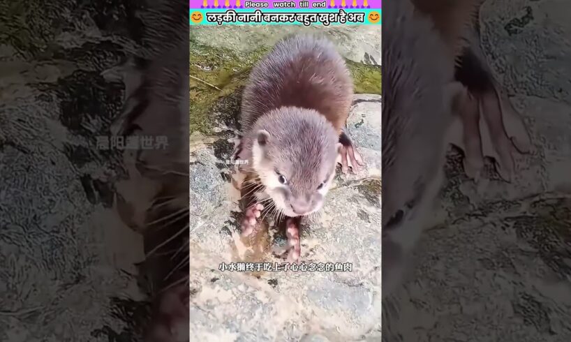 लड़की नानी बनकर बहुत खुश है अब #animal #animalrescue #animallover #rescue #otter