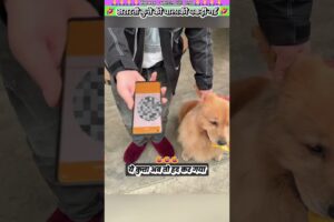 शरारती कुत्ते की चालाकी पकड़ी गई 🤣 #animal #animalrescue #animallover #rescue #dog
