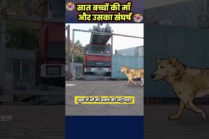 सात बच्चों की माँ और उसका संघर्ष 😥 #animal #animalrescue #animallover #rescue #dog
