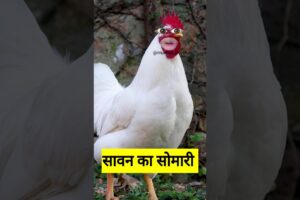 सावन का सोमवारी #funny #shilpisaroja #thetharpuns #comedy