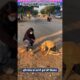 सिर्फ दूध रोटी नहीं, सहारा भी दिया 🙏 #animal #animalrescue #animallover #rescue #dog