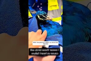 மயிலுடன் பாசபோராட்டம் 🦚 | Saved from Death, This Peacock Found a New Family #rescue #animals #shorts