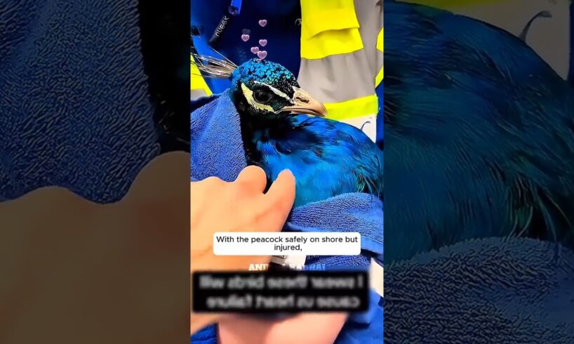 மயிலுடன் பாசபோராட்டம் 🦚 | Saved from Death, This Peacock Found a New Family #rescue #animals #shorts