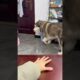 团团：你能不能成熟点#萌宠#animals#宠物#funny#cute#动物