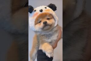 柴犬さん見て癒やされたら寝ろwww #動物 #イヌ #柴犬