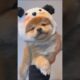 柴犬さん見て癒やされたら寝ろwww #動物 #イヌ #柴犬