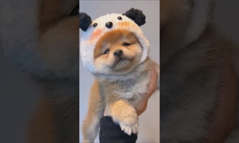 柴犬さん見て癒やされたら寝ろwww #動物 #イヌ #柴犬
