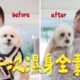 毛孩在家當公主第一次拍片就成落水狗！？狗生好難⋯崩潰