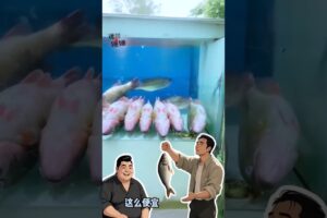 鱼：说好的晚点下锅呢？