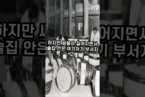 "시라소니, 변수에 강한 최강 싸움꾼" #시라소니 #서양 #shorts