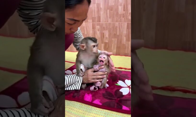 𝘽𝙖𝙗𝙮 𝙢𝙤𝙣𝙠𝙚𝙮 𝙘𝙖𝙣'𝙩 𝙩𝙖𝙠𝙚 𝙣𝙚𝙬 𝙗𝙖𝙗𝙮🐒  #babymonky #babyanimal #primiatemonkey #capcut #babymonkey #cute