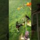 #001553#bungeejump😅#skydiving amazing  jump #travel#bungee#bungeejumping#bungeeworkout