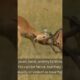 10 animal fights you should see #wildlife #wildlifeentertainment #animals #wildanimals