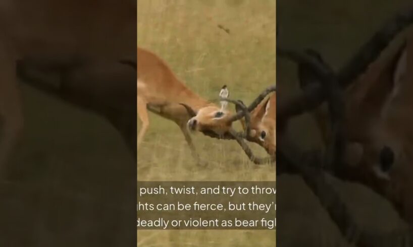 10 animal fights you should see #wildlife #wildlifeentertainment #animals #wildanimals
