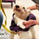 14-Year-Old Dog Dumped At Shelter Gets A Ton Of New Siblings | The Dodo