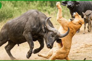 155 Horrific Moments When Deadly Horns Crush Predators | Animal Fight