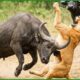 155 Horrific Moments When Deadly Horns Crush Predators | Animal Fight