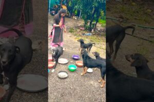 cute dog #doglover#puppy #labrador #shortvideo #