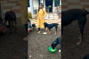 cute dog #doglover#puppy #labrador #shortvideo #
