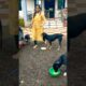 cute dog #doglover#puppy #labrador #shortvideo #