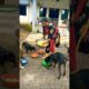 cute dog #doglover#puppy #labrador #shortvideo #
